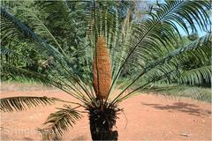 Cycas circinalis